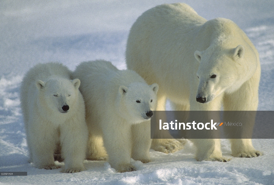 Oso polar (Ursus maritimus) madre y dos cachorros, Churchill, Manitoba, Canadá