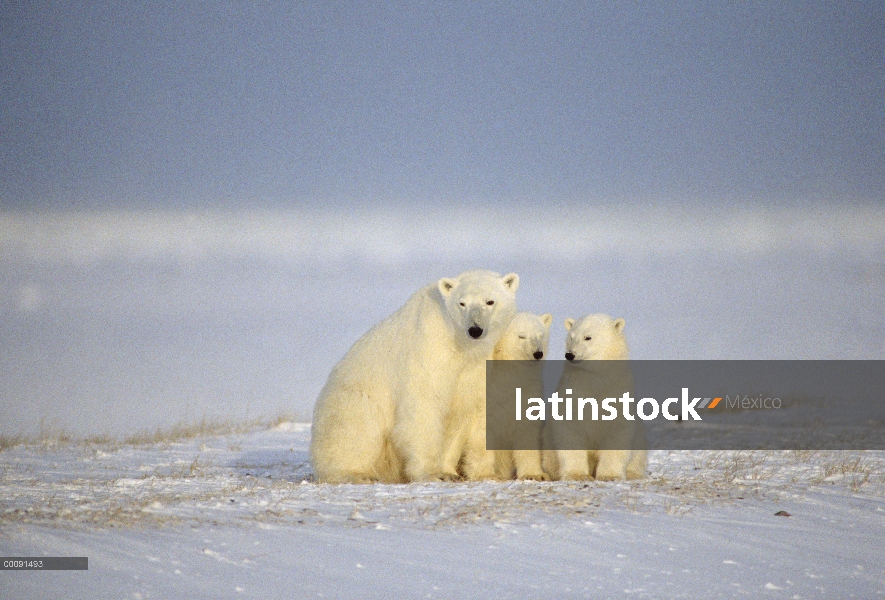 Oso polar (Ursus maritimus) madre y dos cachorros, Churchill, Manitoba, Canadá