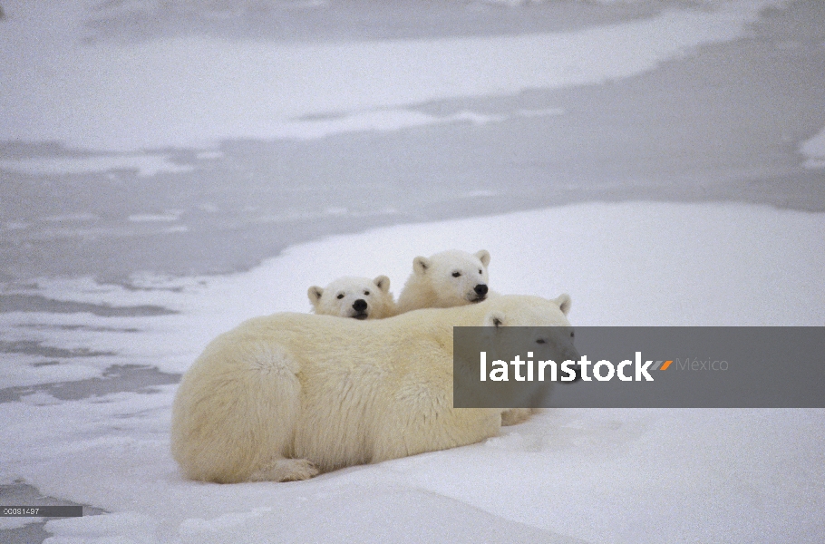 Oso polar (Ursus maritimus) madre y dos cachorros, Churchill, Manitoba, Canadá