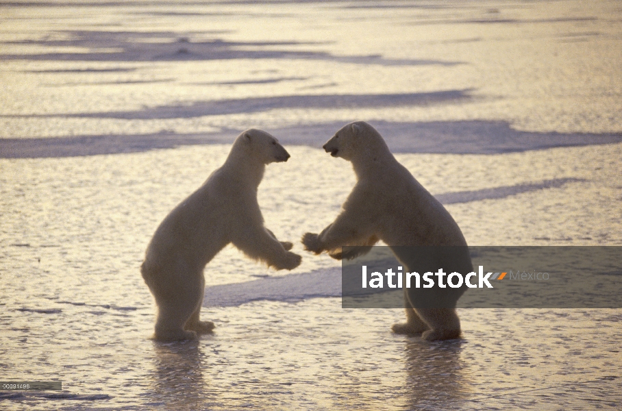 Machos de oso polar (Ursus maritimus) lucha, Churchill, Manitoba, Canadá