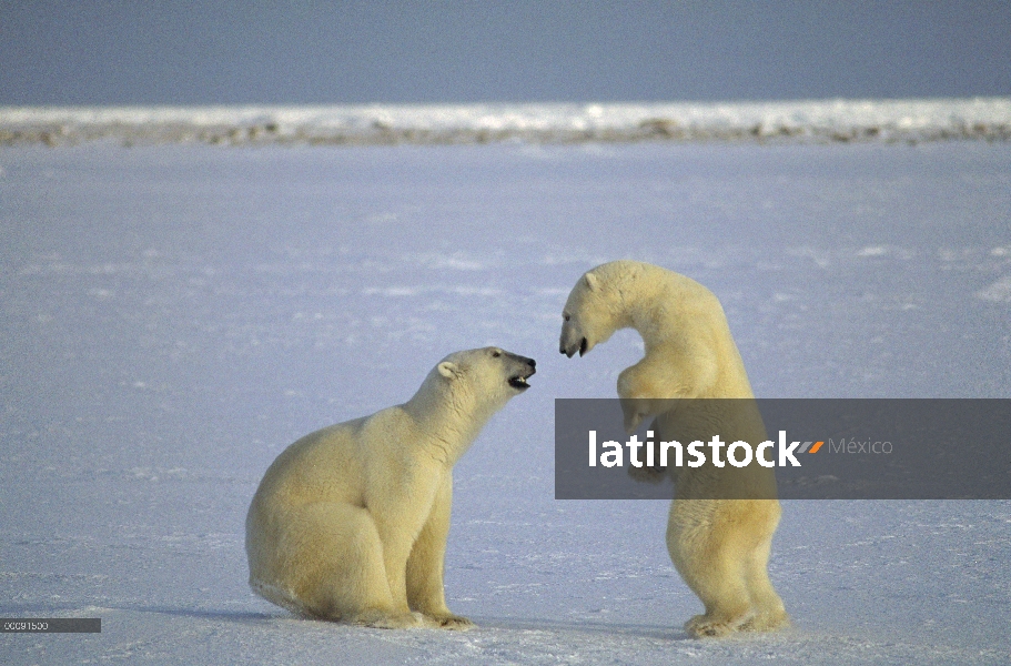 Machos de oso polar (Ursus maritimus) lucha, Churchill, Manitoba, Canadá