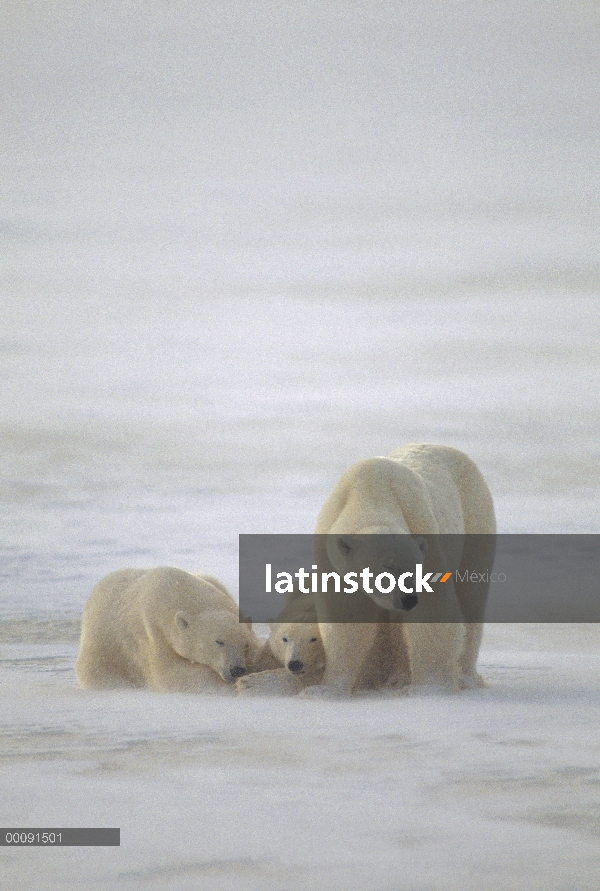 Oso polar (Ursus maritimus) madre y dos cachorros, Churchill, Manitoba, Canadá