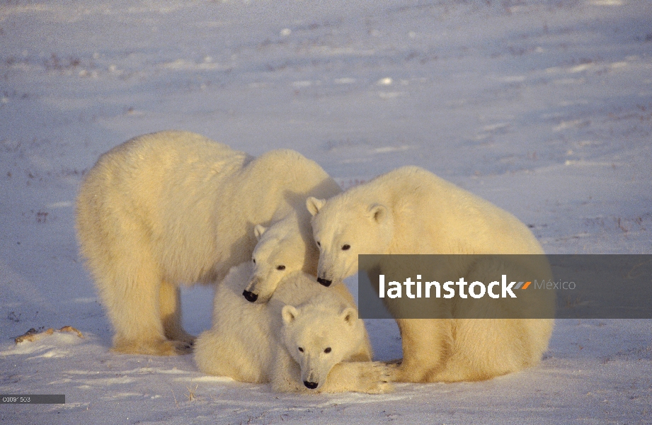 Trío de oso polar (Ursus maritimus), Churchill, Manitoba, Canadá