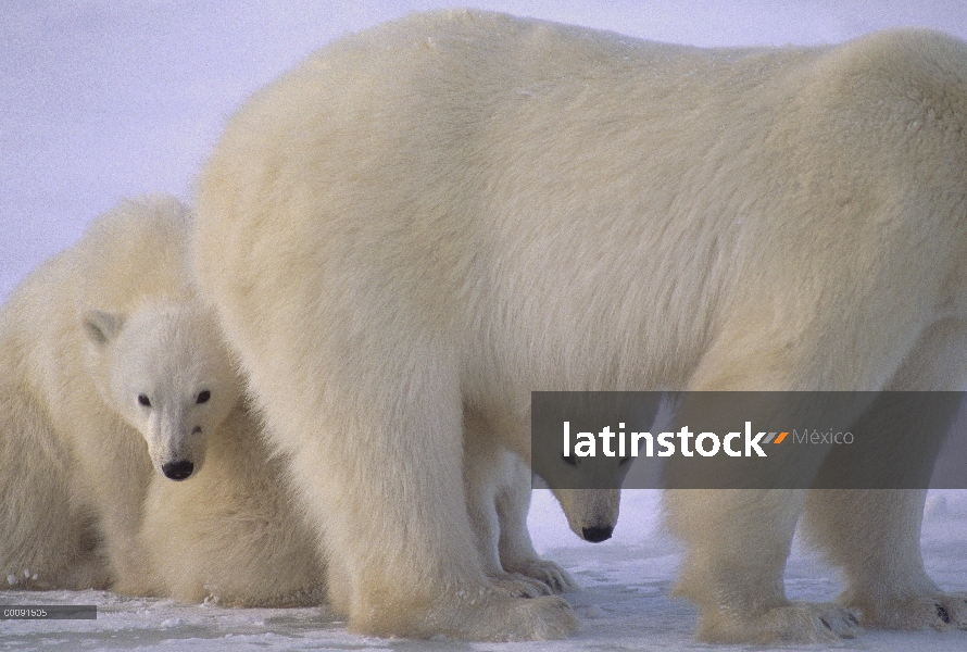 Oso polar (Ursus maritimus) madre y dos cachorros, Churchill, Manitoba, Canadá