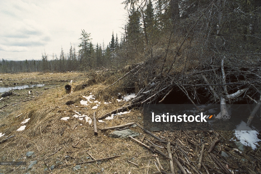 Lobo (lupus de Canis) den, límite aguas canoa zona desierto, Minnesota