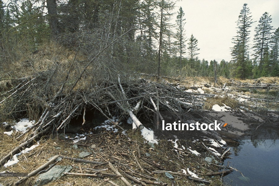 Lobo (lupus de Canis) den, límite aguas canoa zona desierto, Minnesota