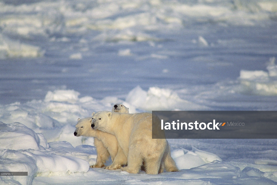 Trío de oso polar (Ursus maritimus), Churchill, Manitoba, Canadá