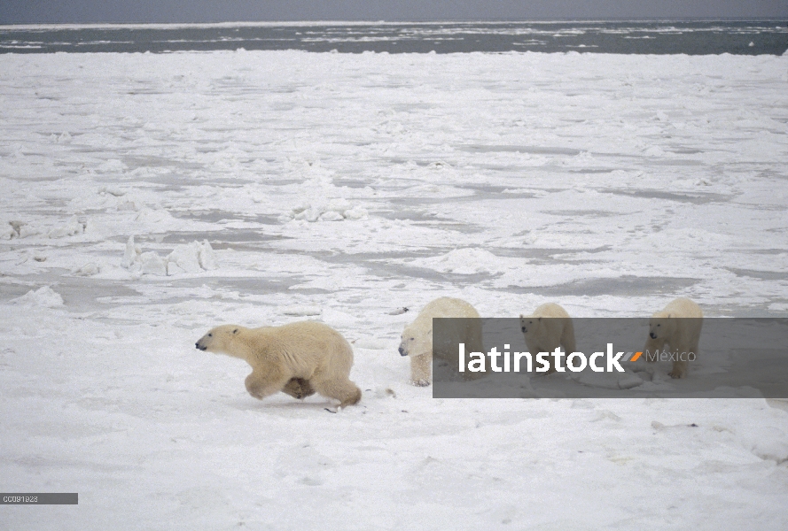 Oso polar (Ursus maritimus) madre persiguiendo oso intrusa de sus cachorros, Churchill, Manitoba, Ca