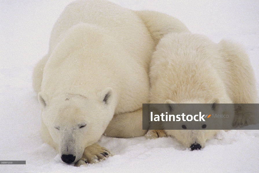 Oso polar (Ursus maritimus) madre y cachorro descansando, Churchill, Manitoba, Canadá