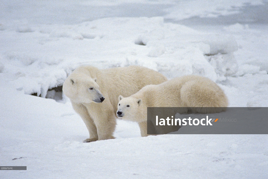 Par de oso polar (Ursus maritimus), Churchill, Manitoba, Canadá