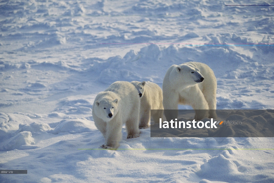 Oso polar (Ursus maritimus) madre y dos cachorros, Churchill, Manitoba, Canadá