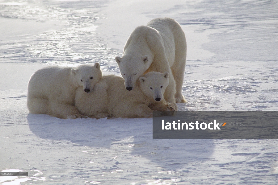 Oso polar (Ursus maritimus) madre y cachorros, Churchill, Manitoba, Canadá