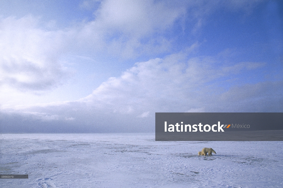 Oso polar (Ursus maritimus) madre con cachorros, Churchill, Manitoba, Canadá