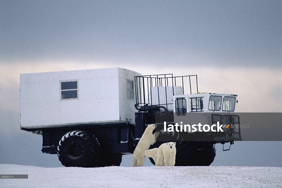 Oso polar (Ursus maritimus) trío investigar buggy de tundra, Churchill, Canadá