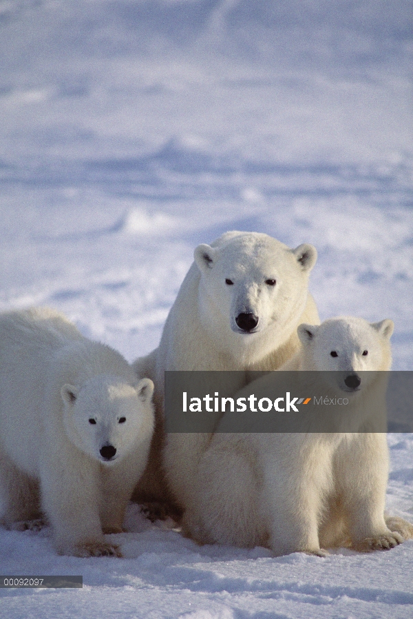 Oso polar (Ursus maritimus) madre y dos cachorros, Churchill, Manitoba, Canadá