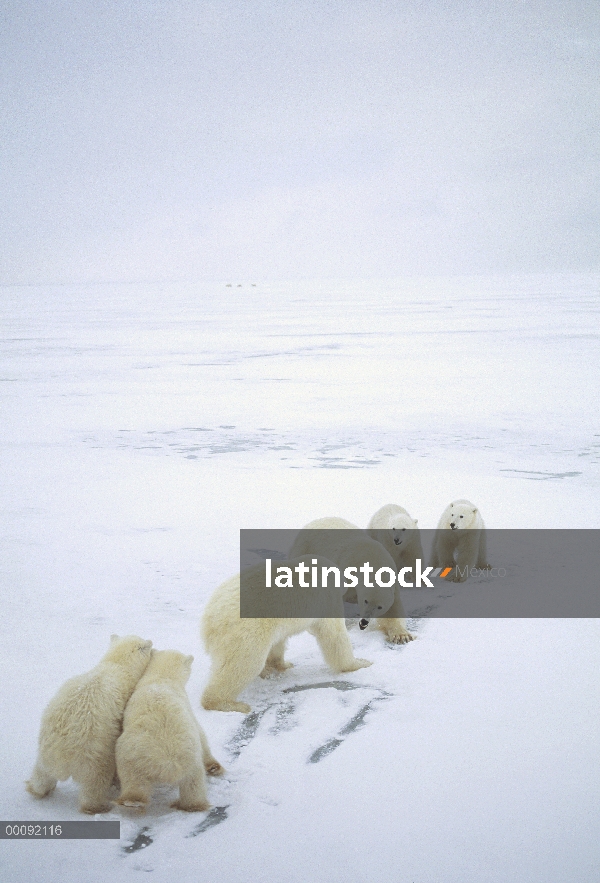 Hembras de oso polar (Ursus maritimus) luchando mientras cachorros reloj, Churchill, Manitoba, Canad