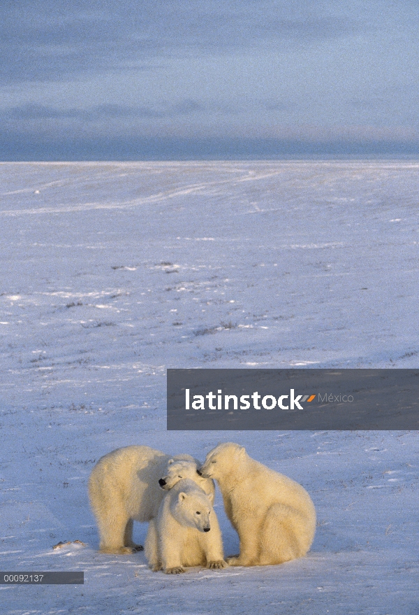 Trío de oso polar (Ursus maritimus), Churchill, Manitoba, Canadá