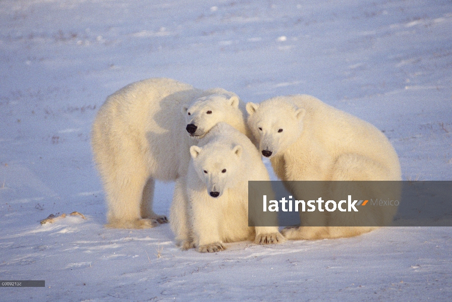 Trío de oso polar (Ursus maritimus), Churchill, Manitoba, Canadá