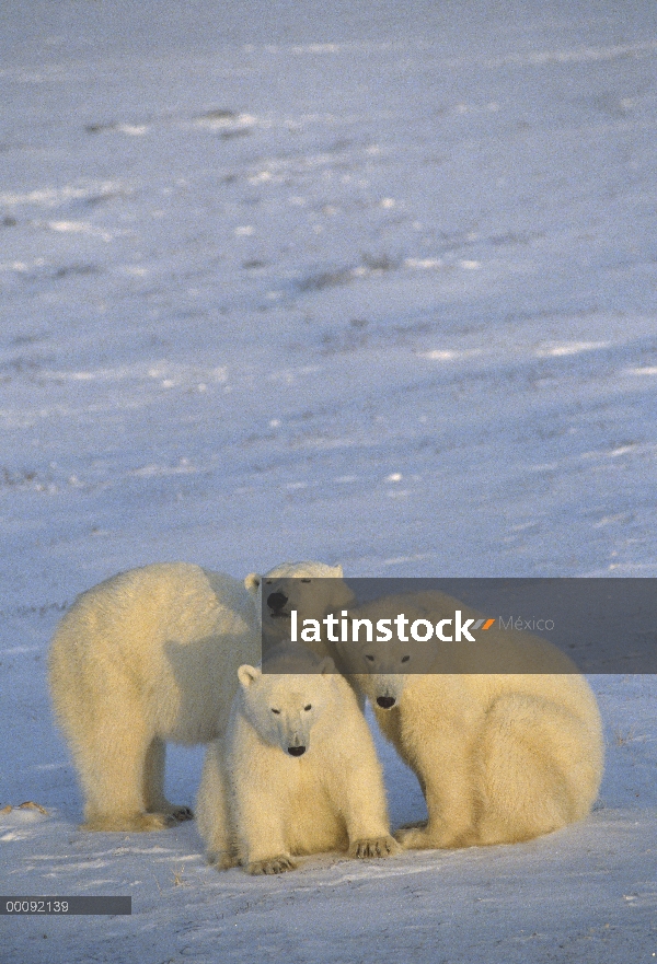 Trío de oso polar (Ursus maritimus), Churchill, Manitoba, Canadá