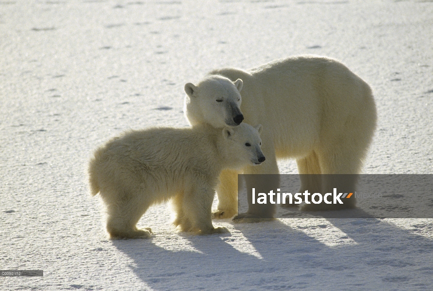 Oso polar (Ursus maritimus) madre y cachorro, Churchill, Manitoba, Canadá