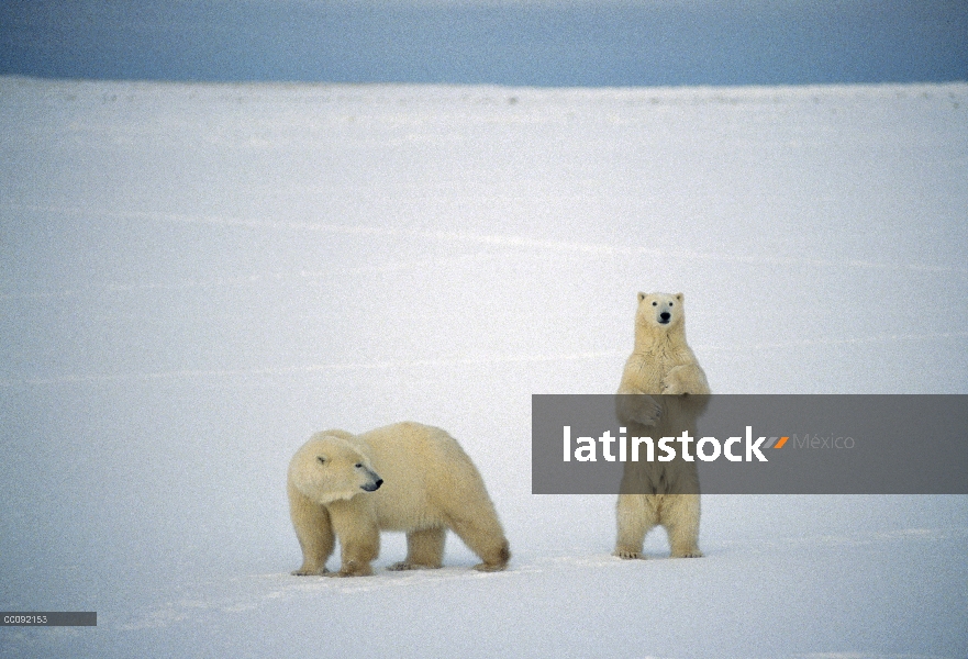 Oso polar (Ursus maritimus) par de nevero, Churchill, Manitoba, Canadá