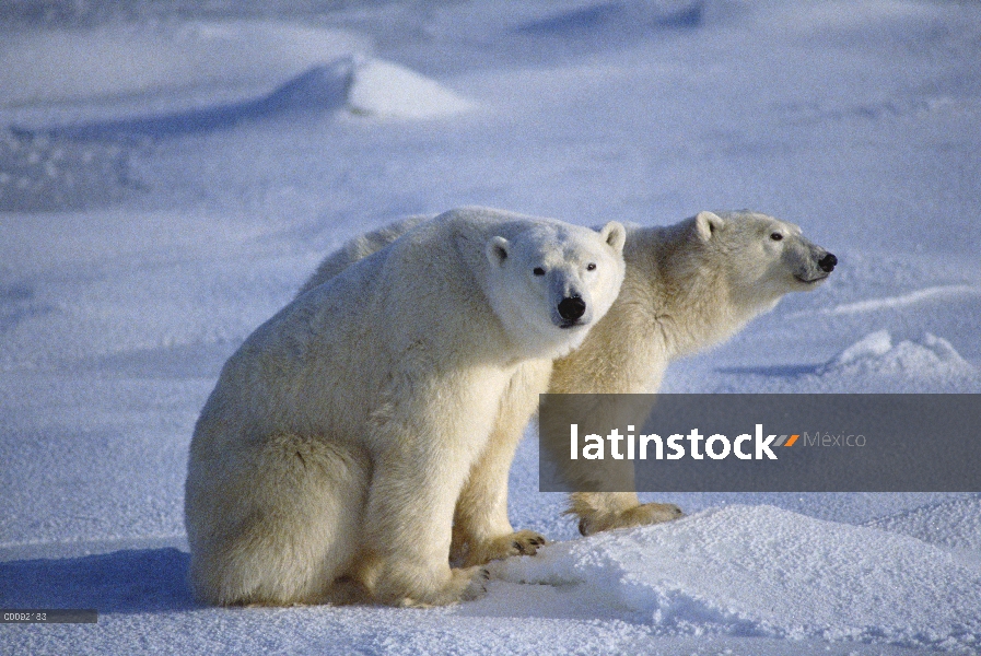 Oso polar (Ursus maritimus) par de nevero, Churchill, Manitoba, Canadá