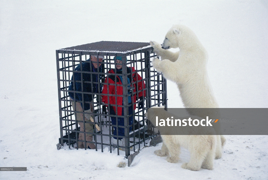 Oso polar (Ursus maritimus) par investigar a los turistas dentro de una jaula, Churchill, Manitoba, 