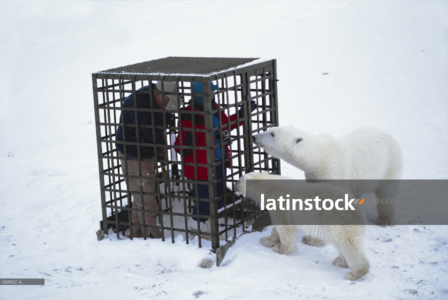 Oso polar (Ursus maritimus) par investigar a los turistas dentro de una jaula, Churchill, Manitoba, 