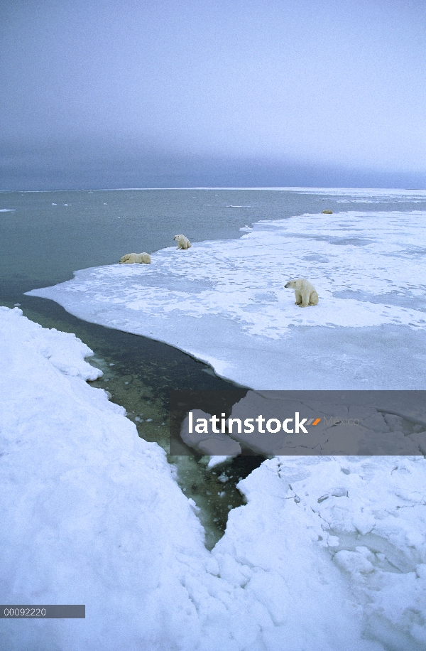 Trío de oso polar (Ursus maritimus) en el borde de hielo en busca de sellos, de Churchill, Manitoba,