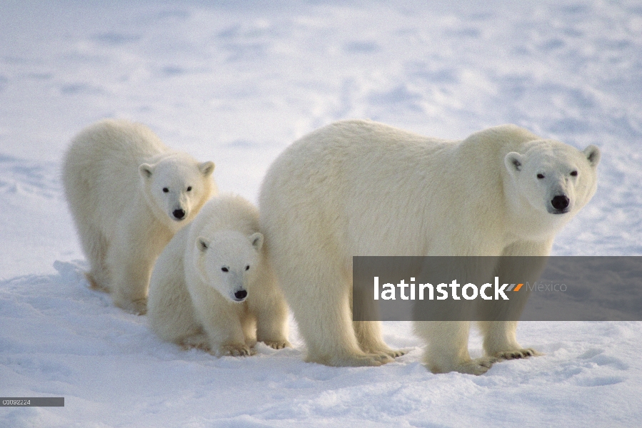 Oso polar (Ursus maritimus) madre y dos cachorros, Churchill, Manitoba, Canadá