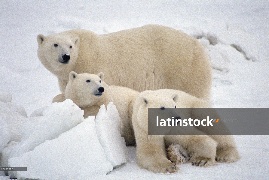 Oso polar (Ursus maritimus) madre y dos cachorros, Churchill, Manitoba, Canadá