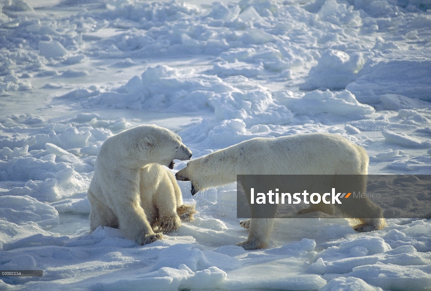 Machos de oso polar (Ursus maritimus) lucha, Churchill, Manitoba, Canadá