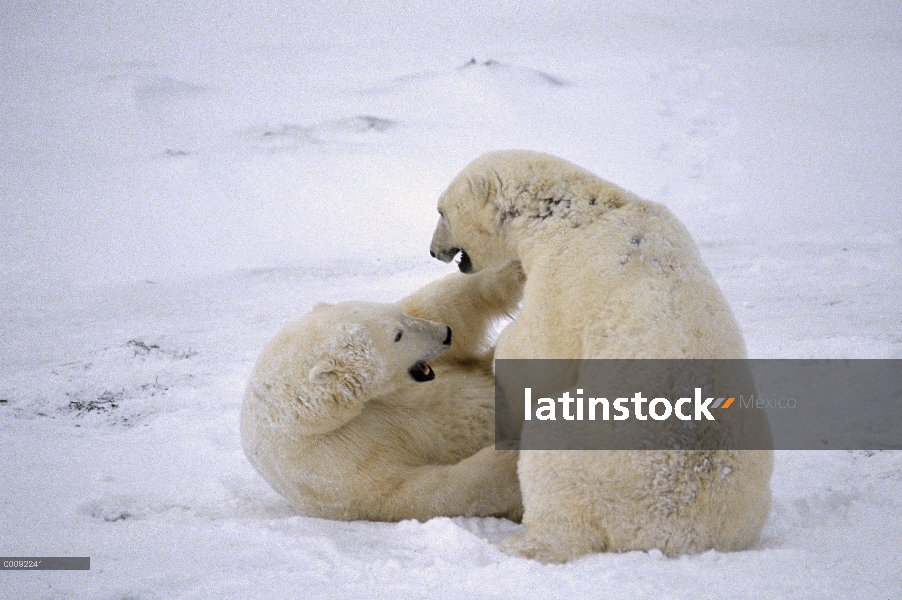 Machos de oso polar (Ursus maritimus) lucha, Churchill, Manitoba, Canadá