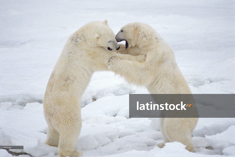 Machos de oso polar (Ursus maritimus) lucha, Churchill, Manitoba, Canadá