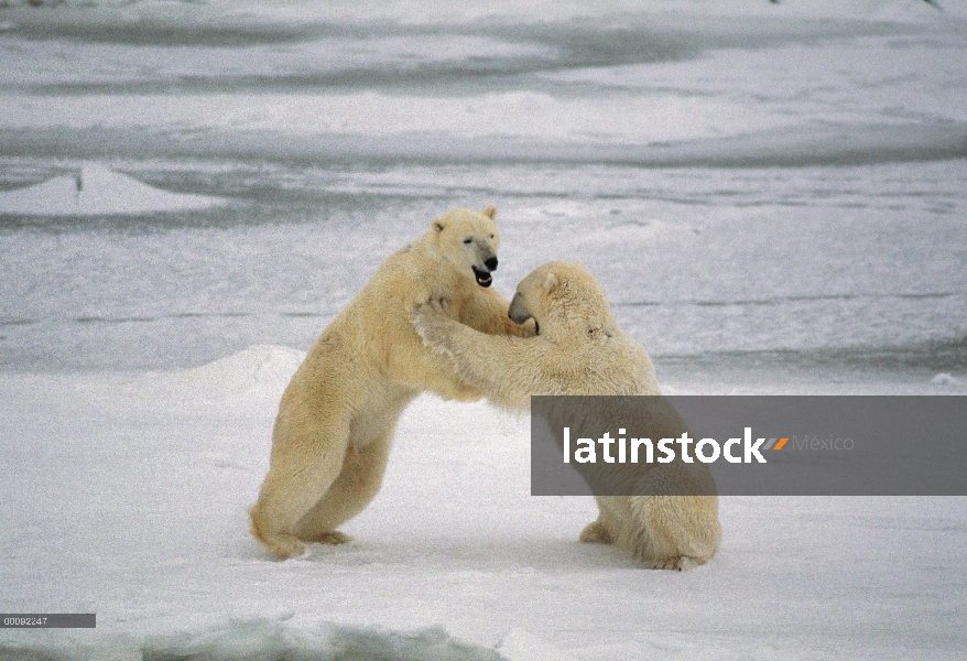 Machos de oso polar (Ursus maritimus) lucha, Churchill, Manitoba, Canadá