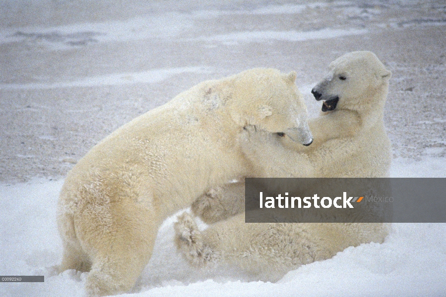 Machos de oso polar (Ursus maritimus) lucha, Churchill, Manitoba, Canadá