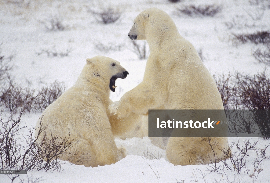 Machos de oso polar (Ursus maritimus) lucha, Churchill, Manitoba, Canadá