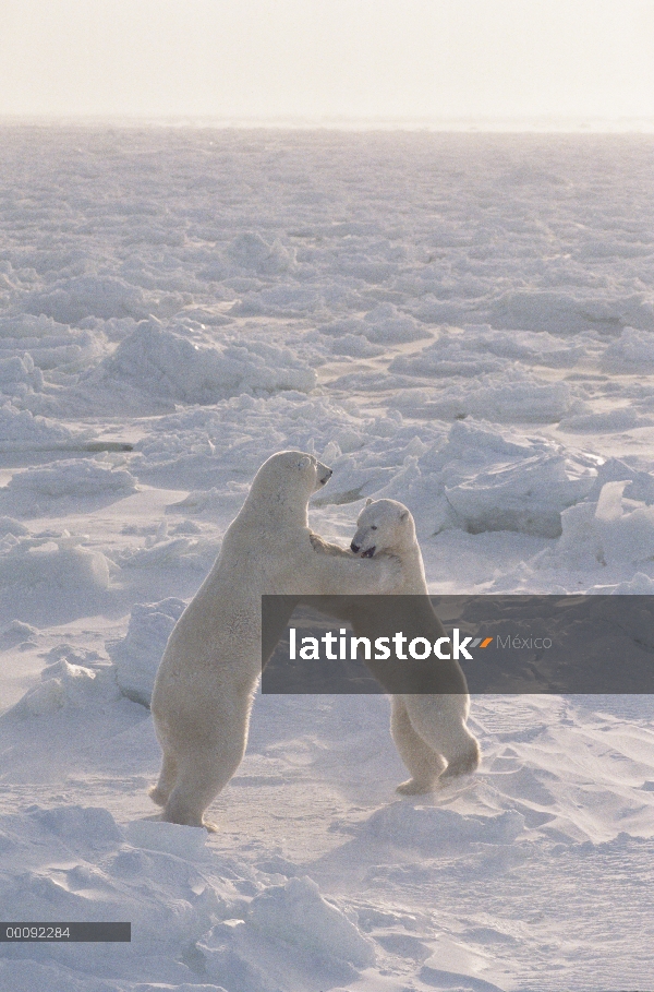 Par de oso polar (Ursus maritimus) combate en la tundra congelada, Churchill, Manitoba, Canadá