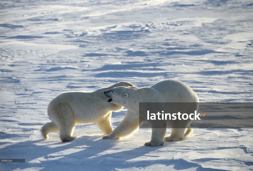 Machos de oso polar (Ursus maritimus) lucha, Churchill, Manitoba, Canadá