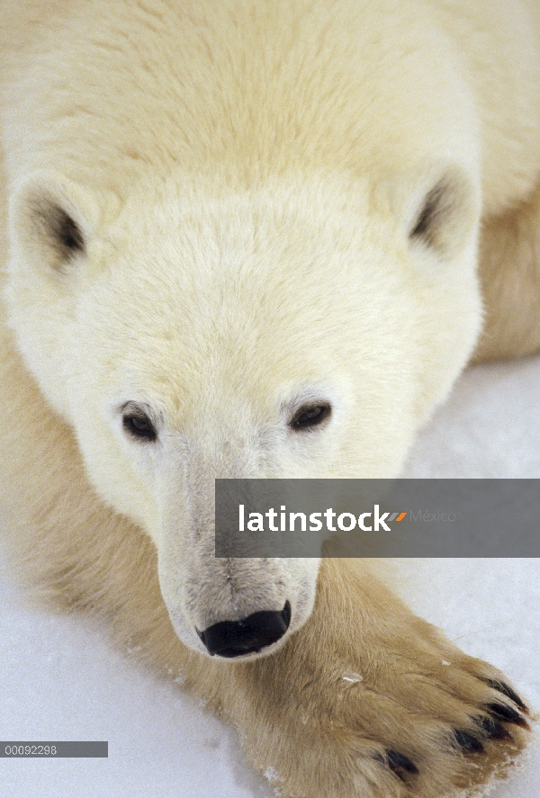 Retrato del oso polar (Ursus maritimus), Churchill, Manitoba, Canadá