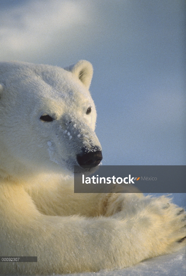 Retrato del oso polar (Ursus maritimus), Churchill, Manitoba, Canadá