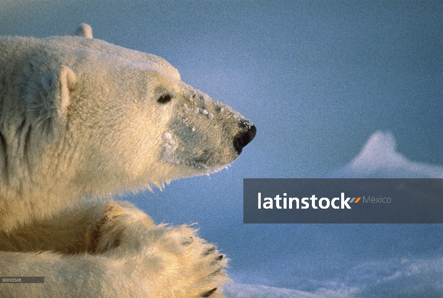 Perfil de oso polar (Ursus maritimus), Churchill, Manitoba, Canadá