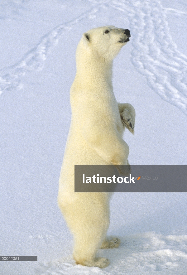 Oso polar (maritimus de Ursus) de pie, Churchill, Manitoba, Canadá