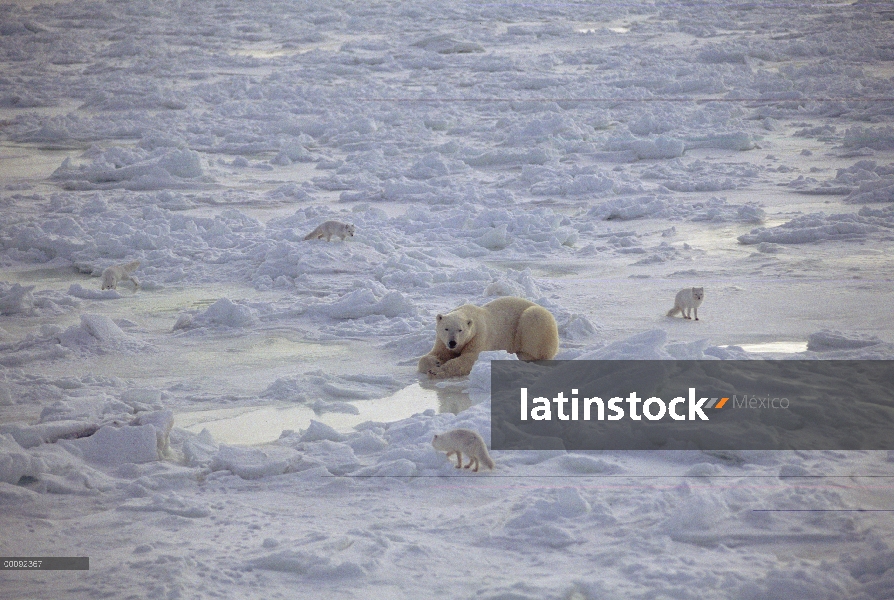 Oso polar (Ursus maritimus) y zorros árticos (Alopex lagopus) en nieve, Churchill, Manitoba, Canadá