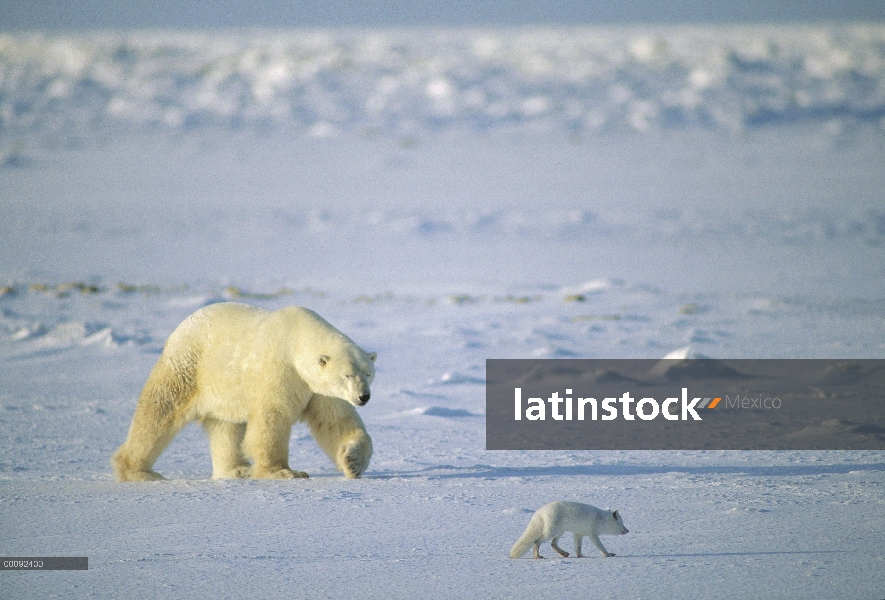 Oso polar (Ursus maritimus) y el zorro ártico (Alopex lagopus) en nieve, Churchill, Manitoba, Canadá