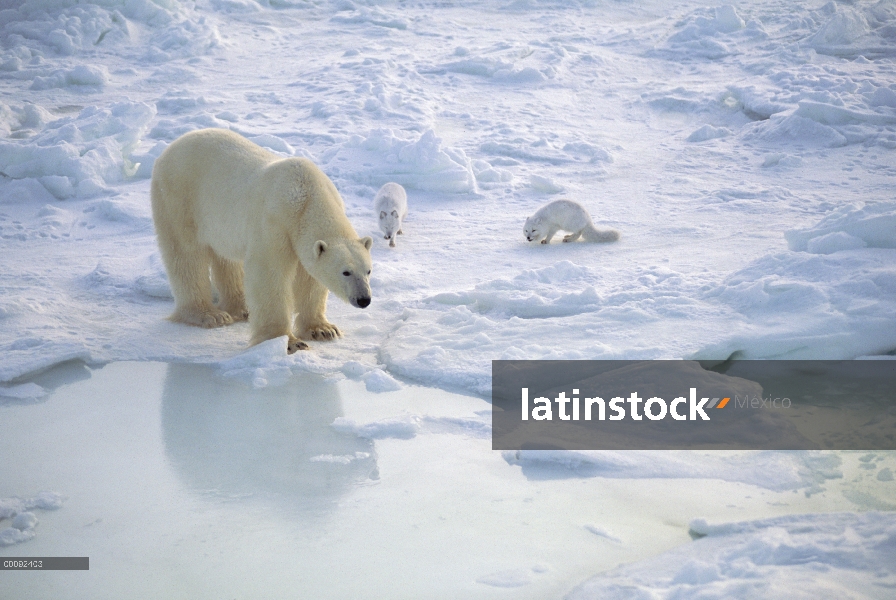 Oso polar (Ursus maritimus) y el zorro ártico (Alopex lagopus) par, Churchill, Manitoba, Canadá