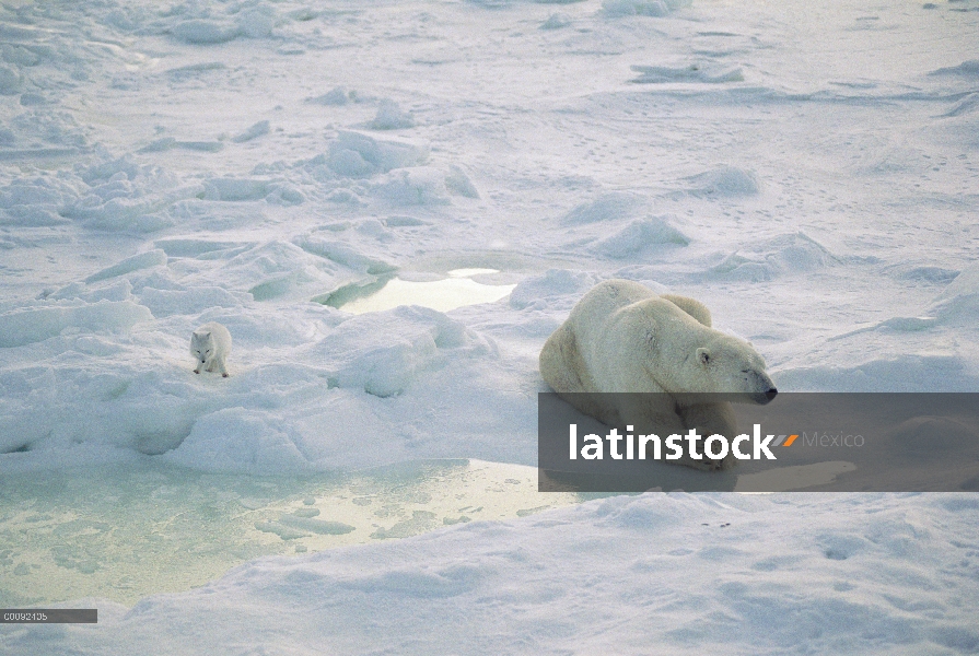 Zorro ártico (Alopex lagopus) se mantiene cerca de ayuno Oso Polar (Ursus maritimus), Ártico