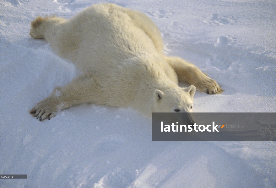 Oso polar (maritimus de Ursus) en estómago, Churchill, Manitoba, Canadá