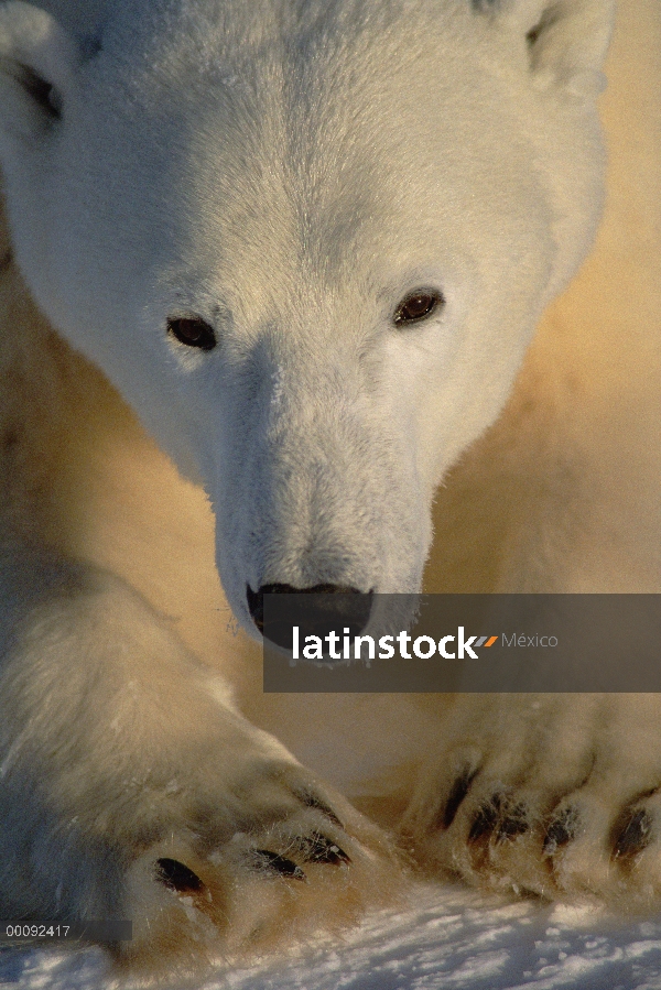 Retrato masculino de oso polar (Ursus maritimus), Churchill, Manitoba, Canadá