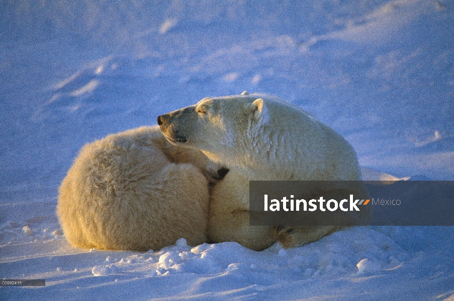 Oso polar (maritimus de Ursus) en nieve, Churchill, Manitoba, Canadá